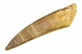 Fossil Plesiosaur (Zarafasaura) Tooth - Morocco #297869-1